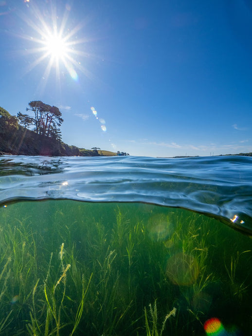 Cornwall is first county to contribute to global seagrass campaign, #ProtectOurBeds.