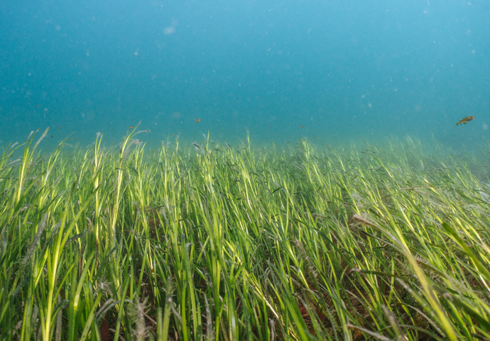 #ProtectOurBeds: We've launched a global project to facilitate seagrass conservation.