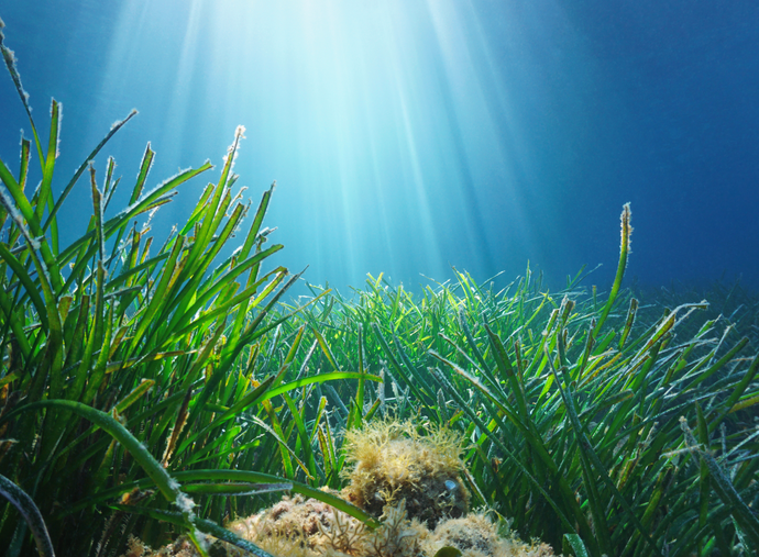 Why we should care about: Seagrass