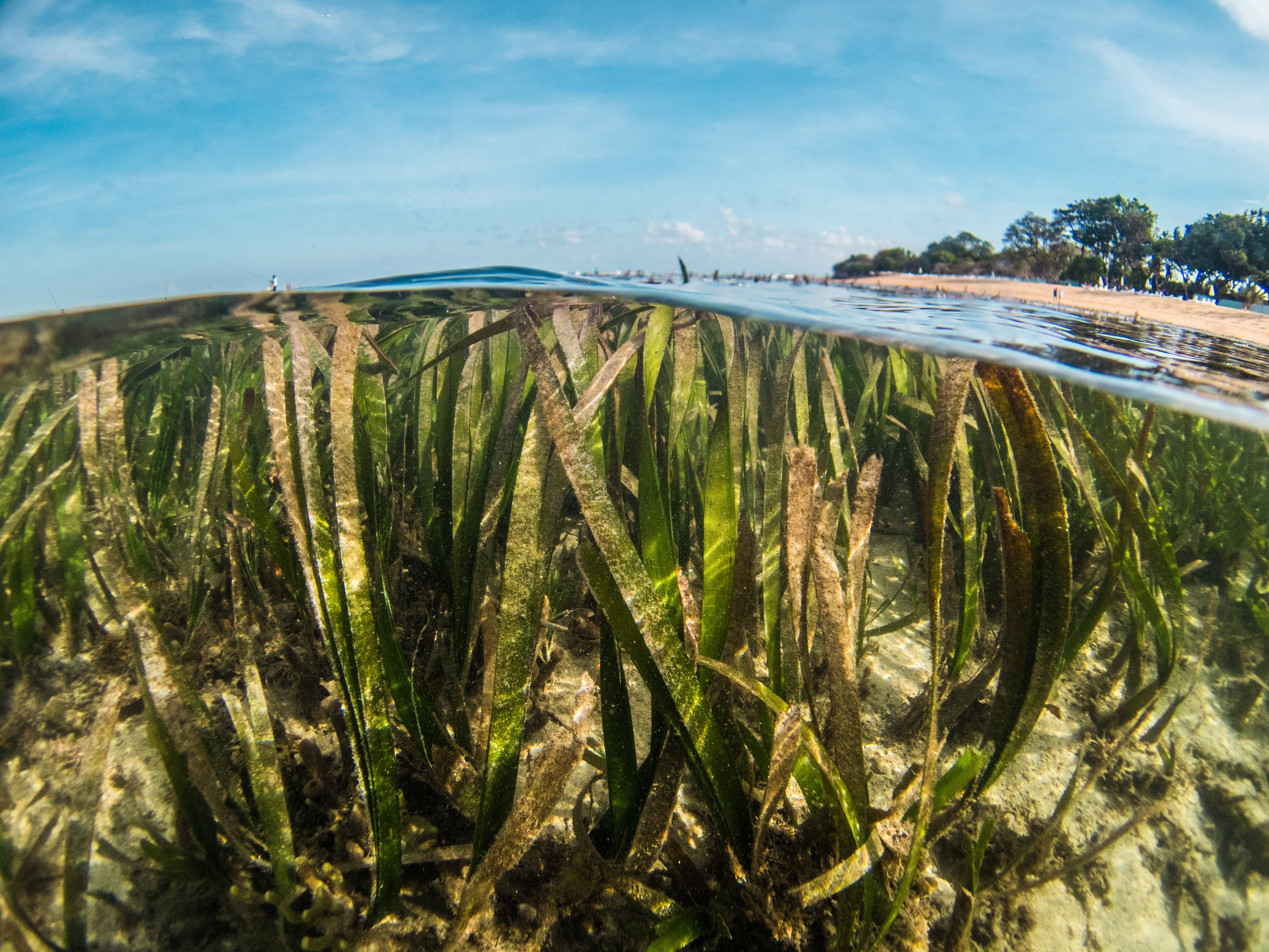 #ProtectOurBeds campaign sees major contributors come forward, enhancing global seagrass protection