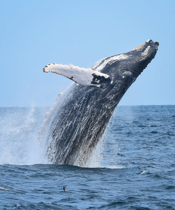 The importance of whales (and their poo).
